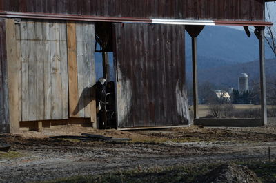 Cow poking head through barn door