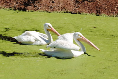 Swan swimming in lake