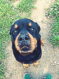 Close-up portrait of dog