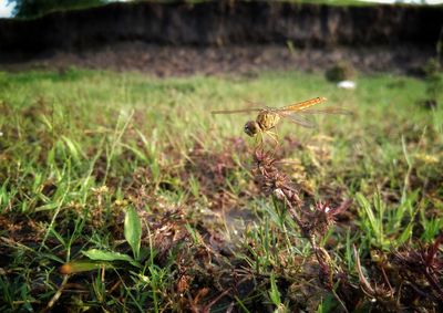 Close-up of insect on grass