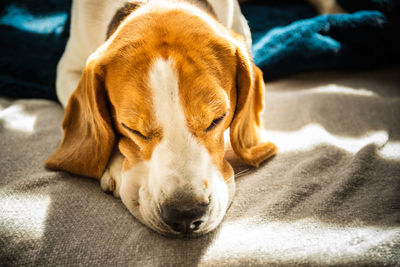 Beagle dog tired sleeps on a couch in bright room. sun lights through window. dog resting 