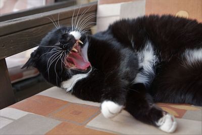 Close-up of cat relaxing at home