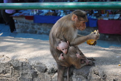 A monkey with baby on elephanta island, mumbai