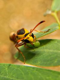 Close-up of insect on leaf