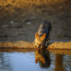 Side view of fox standing in lake