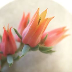 Close-up of pink flowers