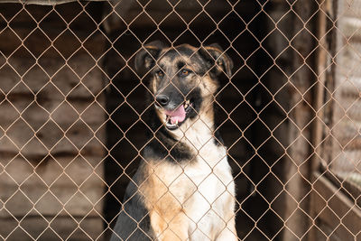 Portrait of a dog seen through fence