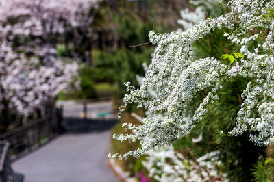 Close-up of snow on plant