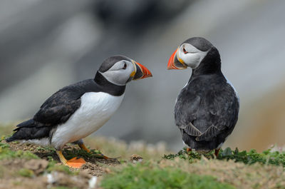 Atlantic puffins - fratercula arctica on skomer island