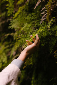 Human hand in the rainforest