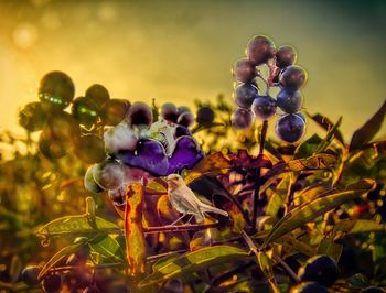 Close-up of blackberries growing on plant at field