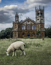 View of sheep on field against building