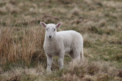 Spring lamb