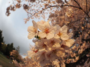 Low angle view of white flowers blooming on tree