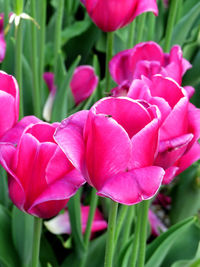 Close-up of pink tulip