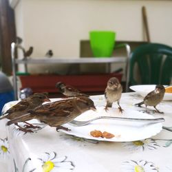 View of birds feeding on table