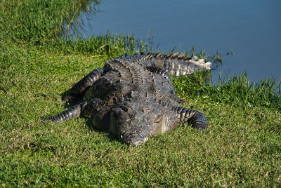 High angle view of crocodile in the sea