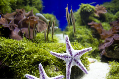 Close-up of fish in aquarium