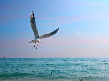 Seagull flying over sea against sky