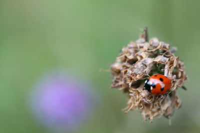 Close-up of ladybug on plant