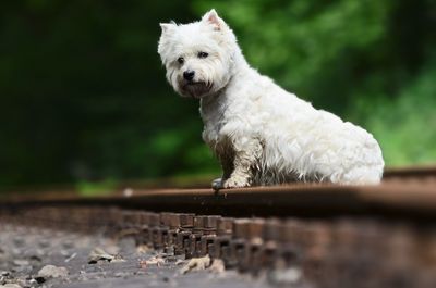 Close-up of dog outdoors