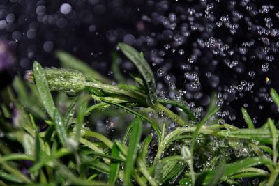 Close-up of wet plants during rainy season