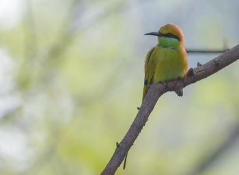 bird
