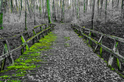 Walkway amidst trees in forest