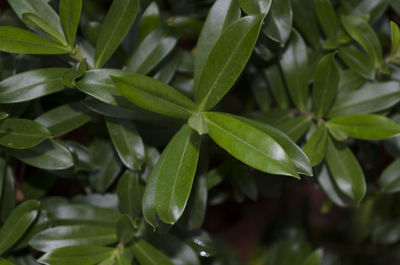 Close-up of fresh green plant