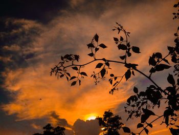 Low angle view of trees against cloudy sky