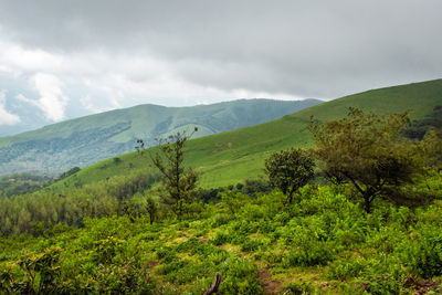 Mountain coverd with clouds and green forests