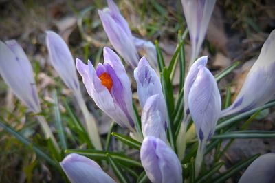 Close-up of purple crocus blooming outdoors
