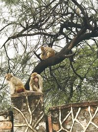 Low angle view of monkey sitting on tree against sky
