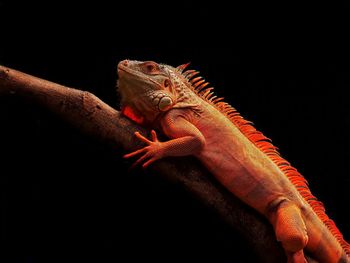 Close-up of lizard against black background