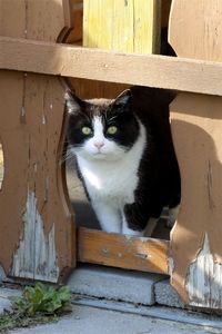 Curious look from neighbors cat.