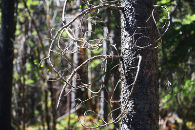 Close-up of tree trunk in forest