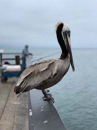 Close-up of bird perching on wooden post