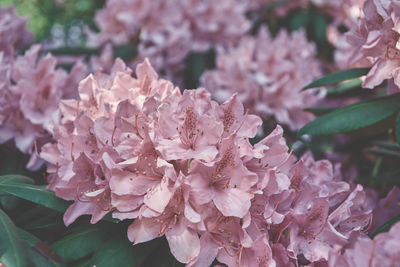 Close-up of pink flowering plant