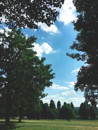 Trees on field against sky