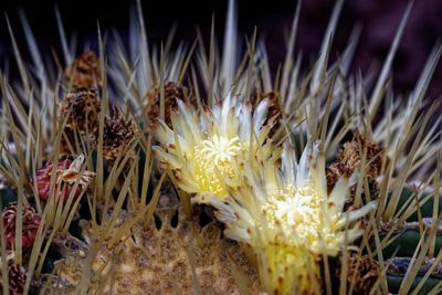 Close-up of white flowering plants on field