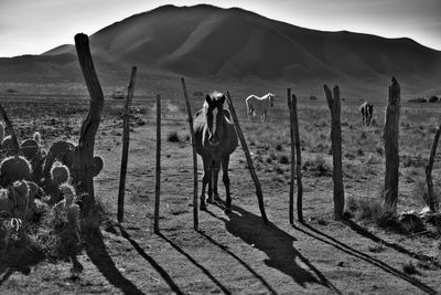 Horse standing by fence on field against sky