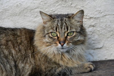 Close-up portrait of cat