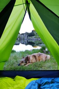 Dog sleeping in park