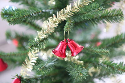 Close-up of red leaves hanging on tree