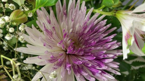 Close-up of water lily blooming outdoors