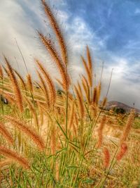 Close-up of plants on field against sky