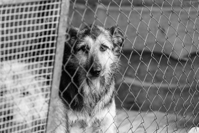 Portrait of dog by chainlink fence