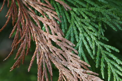 Low angle view of pine tree branches