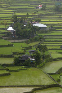 Scenic view of agricultural field