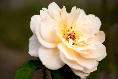 Close-up of white rose flower